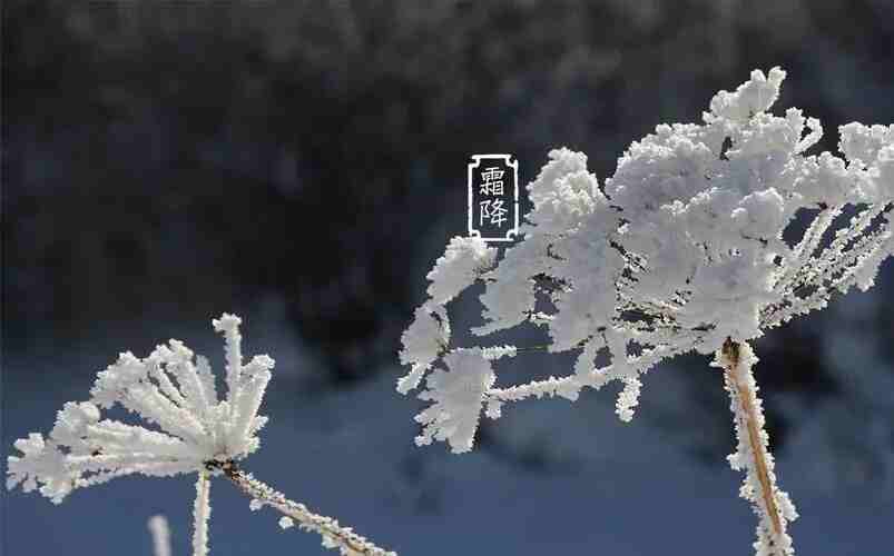 諾?；?| 寒霜降，染秋霜